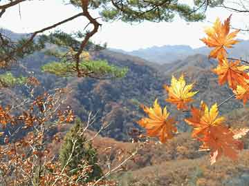 2004澳門資料大全免費(fèi),重點(diǎn)核心落實(shí)-準(zhǔn)確資料維托·格雷斯